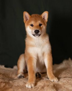 picture of dog
