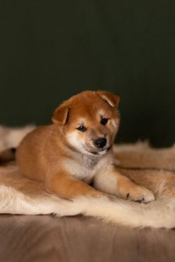 picture of dog