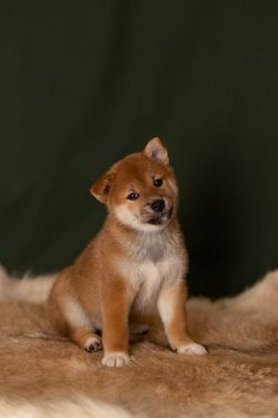 picture of dog
