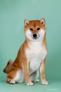 picture of dog