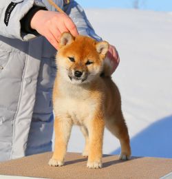 picture of dog