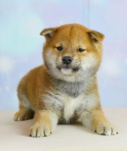 picture of dog