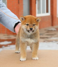 picture of dog