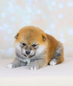 picture of dog