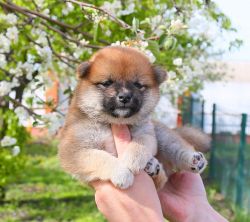 picture of dog