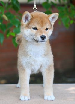 picture of dog