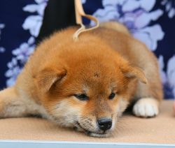 picture of dog