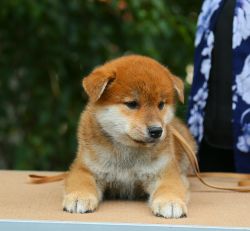 picture of dog