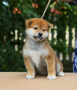 picture of dog