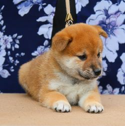 picture of dog