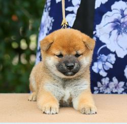 picture of dog