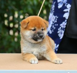 picture of dog