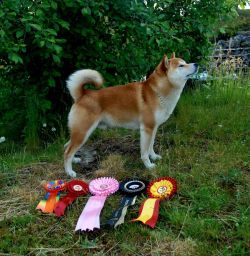 picture of dog