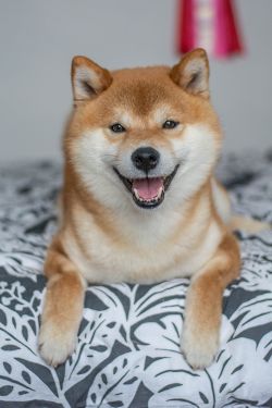 picture of dog