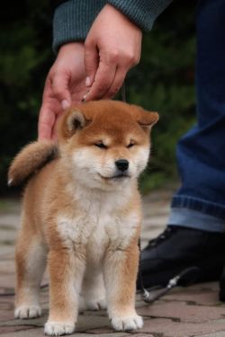 picture of dog