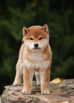picture of dog