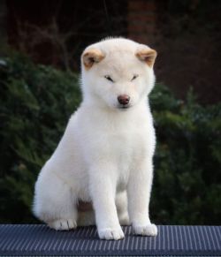 picture of dog