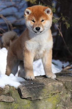 picture of dog