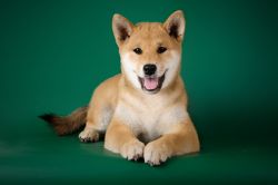 picture of dog