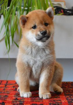 picture of dog