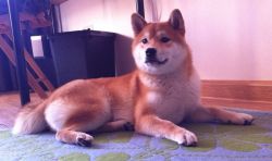 picture of dog