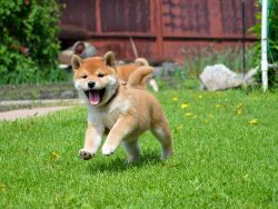 picture of dog