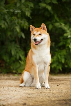 picture of dog