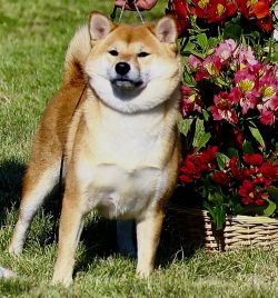 picture of dog