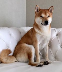 picture of dog