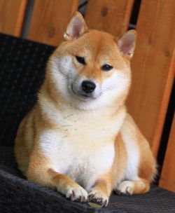 picture of dog