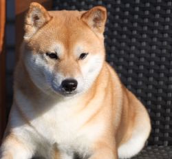 picture of dog