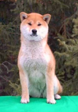 picture of dog