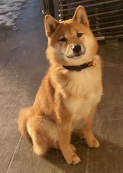 picture of dog