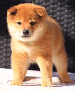 picture of dog