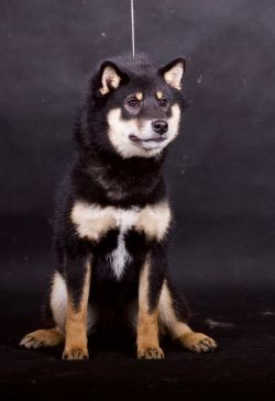 picture of dog