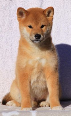 picture of dog
