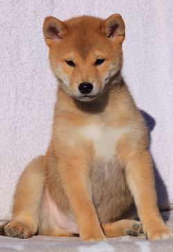 picture of dog