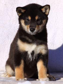 picture of dog