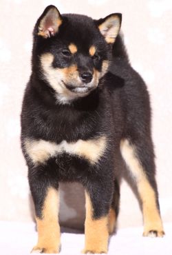 picture of dog