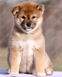picture of dog