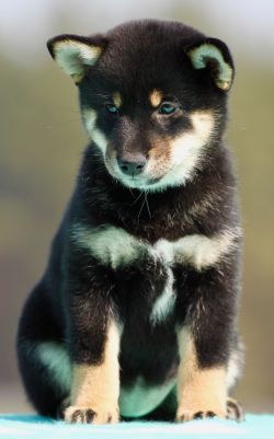 picture of dog