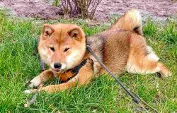picture of dog