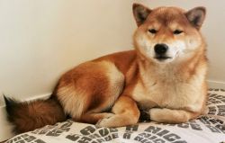 picture of dog