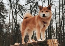 picture of dog