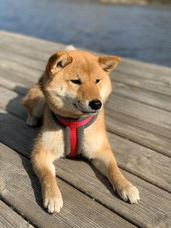 picture of dog