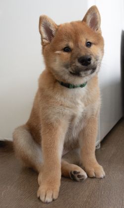 picture of dog