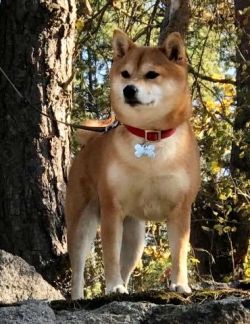 picture of dog
