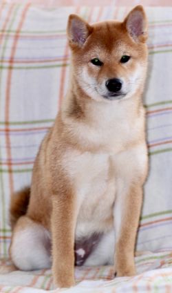 picture of dog