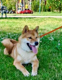 picture of dog