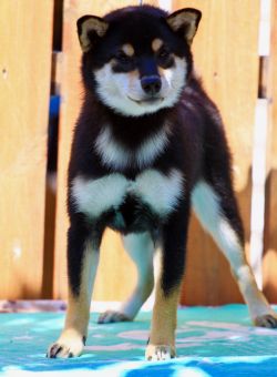 picture of dog